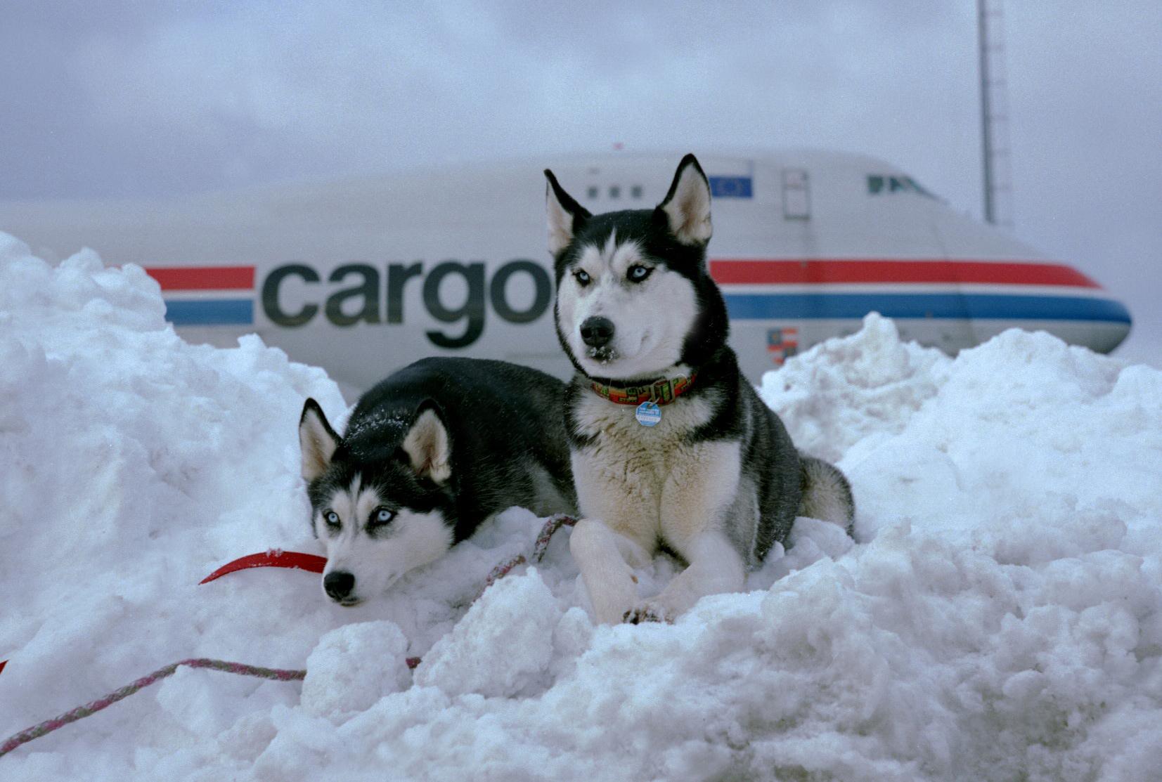Shipments - Dogs departure special cargo