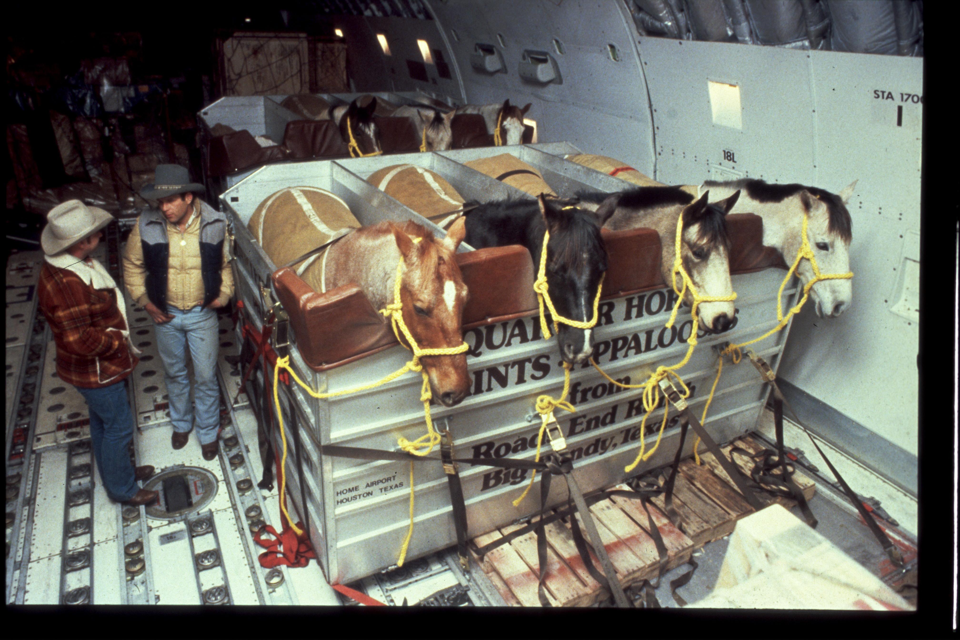 North America Horses Houston 80s